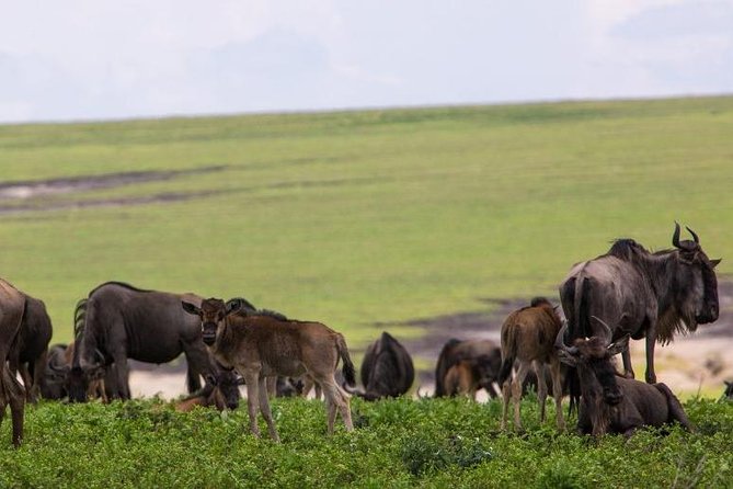 7 Days Tarangire, Serengeti, Ngorongoro & Manyara Camping Safari Tour Tanzania - Itinerary Overview