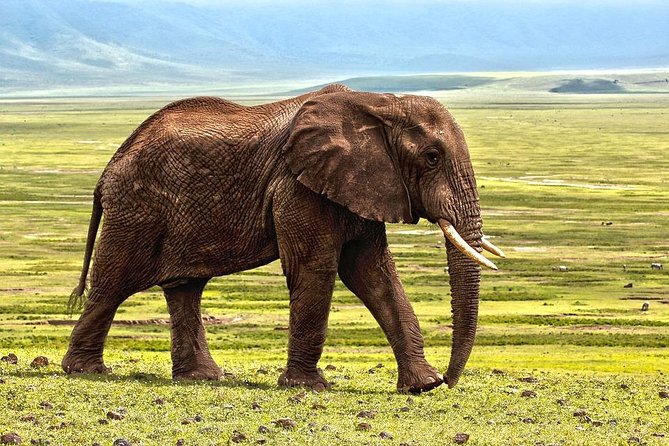 7 Days Tarangire, Serengeti, Ngorongoro & Manyara Camping Safari Tour Tanzania - Transportation Information