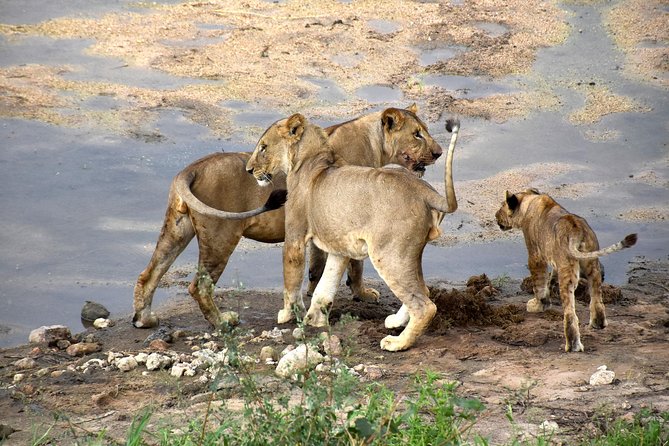 7 Days Tarangire, Serengeti, Ngorongoro & Manyara Camping Safari Tour Tanzania - Inclusions and Exclusions