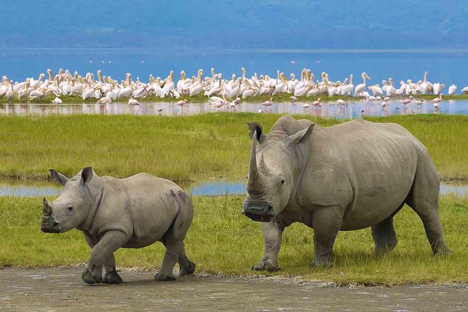 7 Days Tarangire, Serengeti, Ngorongoro & Manyara Camping Safari Tour Tanzania - Meeting and Pickup Details