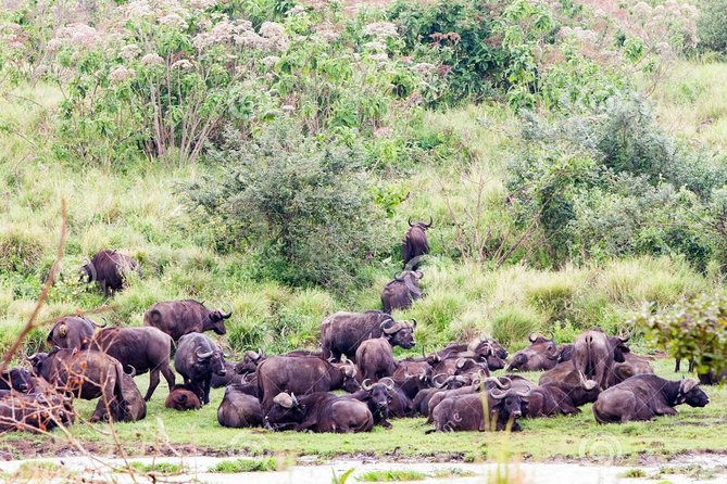 7 Days Tarangire, Serengeti, Ngorongoro & Manyara Camping Safari Tour Tanzania - Pricing Information