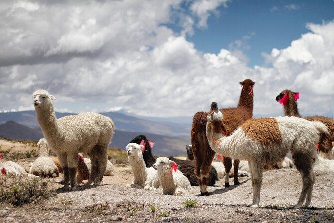 7 Days Tour Cusco Mountain of Colors Laguna Humantay Machu Picchu - Trekking to Laguna Humantay