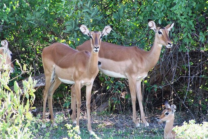 7 Days Tsavo East, Taita, Amboseli & Sanctuarysafari From Mombasa - Tour Overview