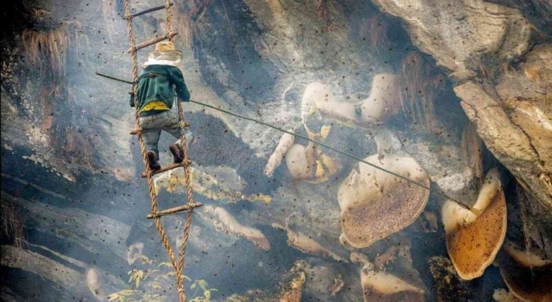 7 Days Wild Honey Hunting Tour in Lamjung, Nepal - Key Points