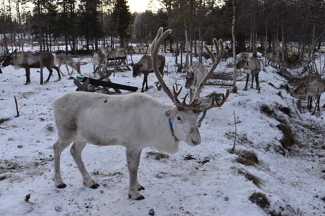 7 Days Winter Lapland Nature Experience - Discovering Rovaniemis Enchanting Attractions