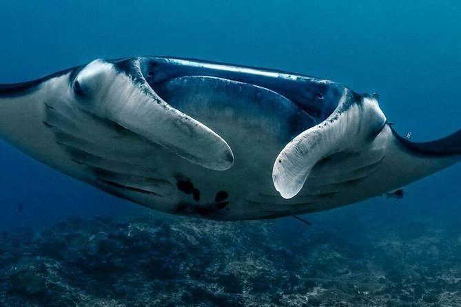 7 Fun Dives in Nusa Lembongan (For Certified Divers) - Premium Value Package - Transfers To/From Accommodation