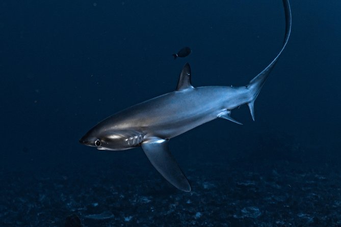 7 Fun Dives in Nusa Lembongan (For Certified Divers) - Premium Value Package - Health and Fitness Requirements