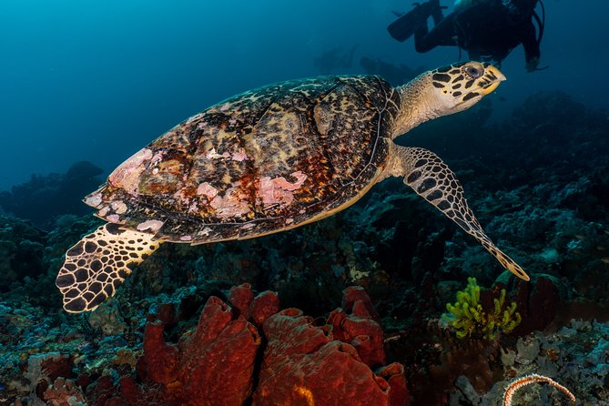 7 Fun Dives in Pemuteran (For Certified Divers) - Exploration in Menjangan Park - Dive Center Facilities