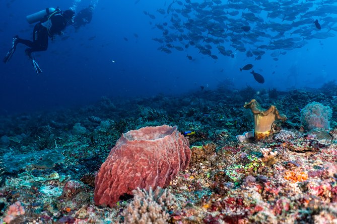 7 Fun Dives in Pemuteran (For Certified Divers) - Exploration in Menjangan Park - Accommodation Options