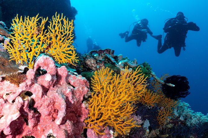 7 Fun Dives in Pemuteran (For Certified Divers) - Exploration in Menjangan Park - Guest Reviews and Feedback
