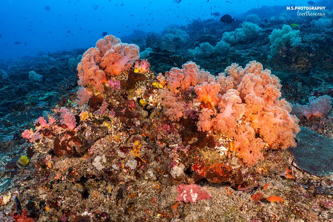 7 Fun Dives in Pemuteran (For Certified Divers) - Exploration in Menjangan Park - Activity Schedule and Logistics