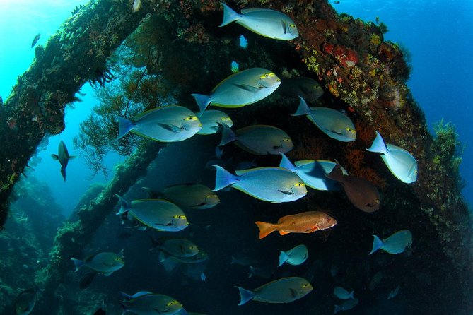 7 Fun Dives in Tulamben (For Certified Divers) - Premium Value Package - Equipment Provided