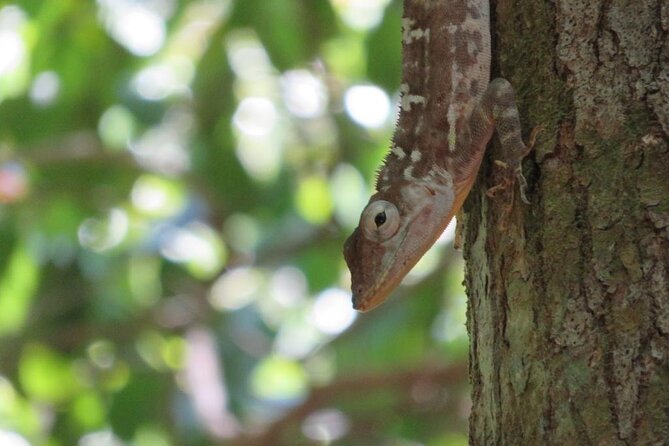 7 Hour- Private Nature Tour of the Monte Plata Rainforest - Customizable Experience