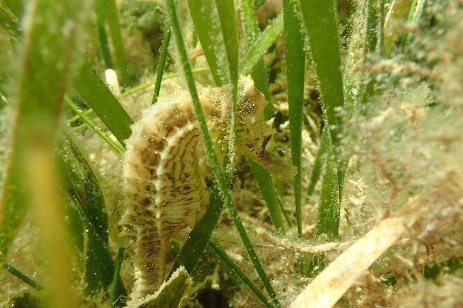 7 Hour Private Scalloping Package in Mangrove Point - Package Inclusions
