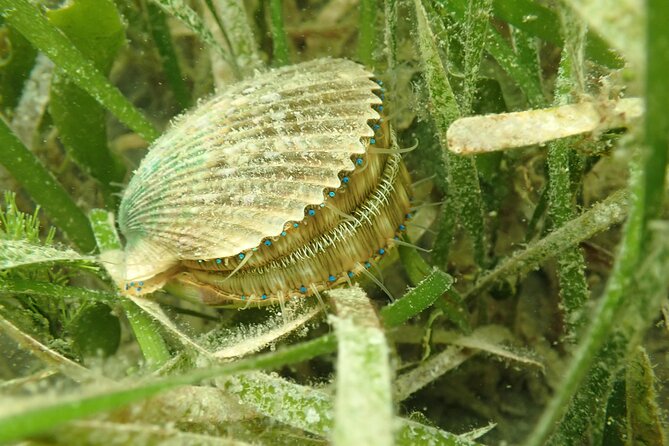 7 Hour Private Scalloping Package in Mangrove Point - Additional Information