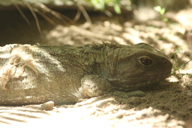 7-Hour Private Scenic Kapiti Coast Tour From Wellington - Key Attractions