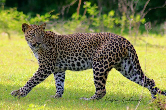 7-Hour Safari Tour Yala National Park - 4.30 Am To11.30 Am - Early Departure Advantage