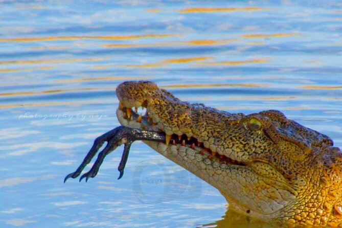 7-Hour Safari Tour Yala National Park - 4.30 Am To11.30 Am - Private Transportation Included