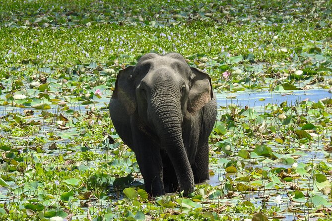 7-Hour Safari Tour Yala National Park - 4.30 Am To11.30 Am - Experienced Safari Driver