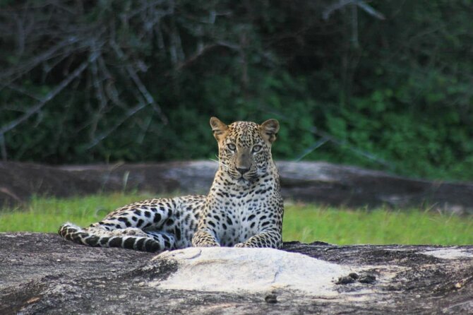 7-Hour Safari Tour Yala National Park - 4.30 Am To11.30 Am - Important Considerations