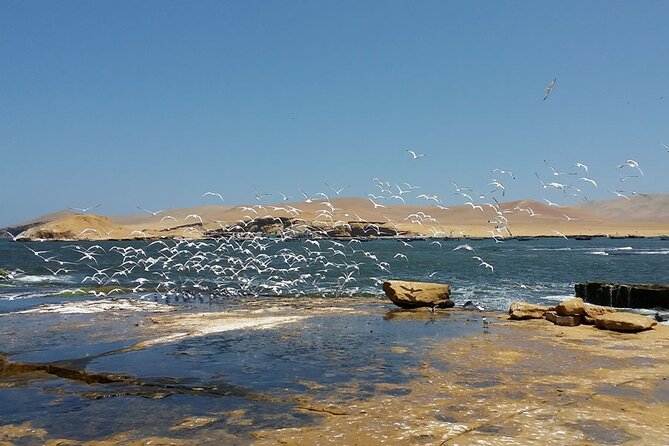 7-Hours Tour in Paracas National Reserve With Pickup - Positive Customer Feedback