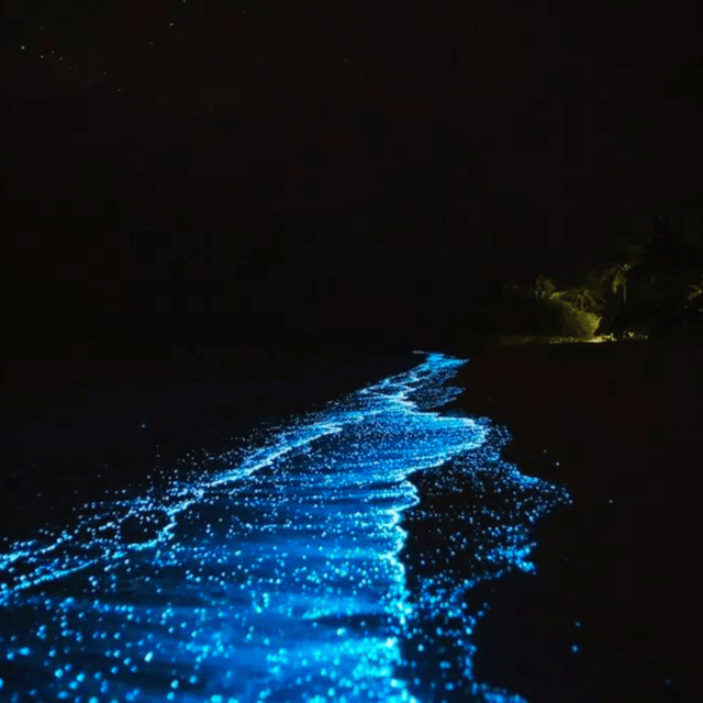 7 Islands Sunset Tour + Bioluminescent Planktons and BBQ - Highlights