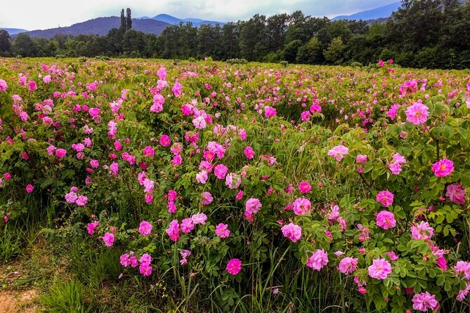 7-Night Bulgaria Tour From Sofia - Meeting and Pickup Details