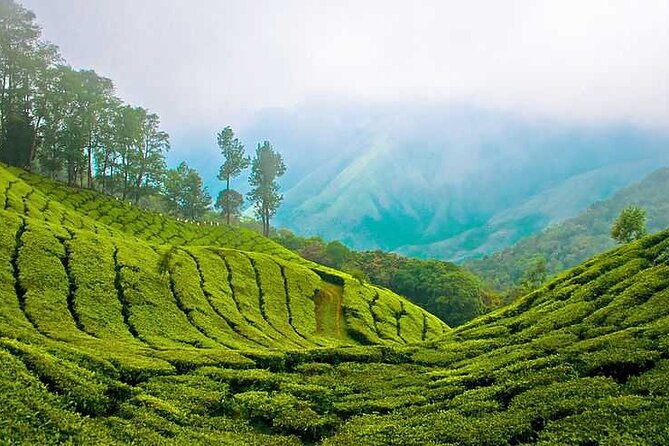 7-Night Kerala Tour to Kochi, Munnar, Periyar, Allepey and Kovalam - Key Destinations and Itinerary