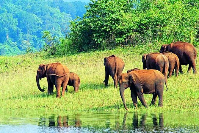 7-Night Kerala Tour to Kochi, Munnar, Periyar, Allepey and Kovalam - Water Activities and Culinary Delights