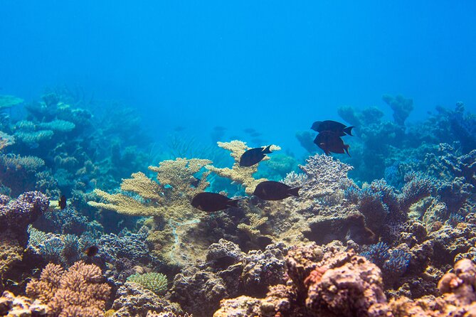 7 Night Remote Lau Discovery Cruise - Accessibility and Participation