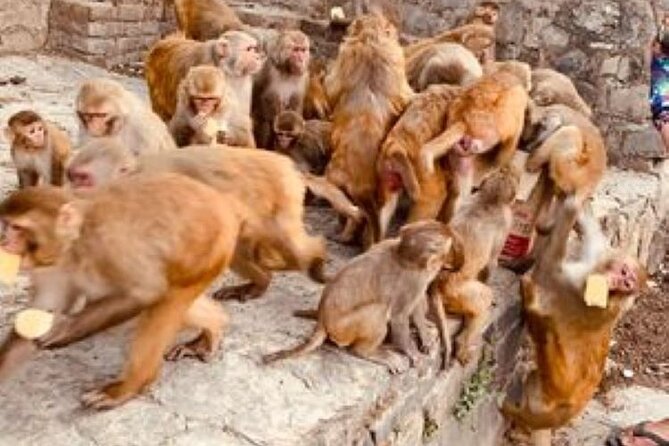 7 UNESCO World Heritage Kathmandu Sightseeing Private Day Tour - About the Operator