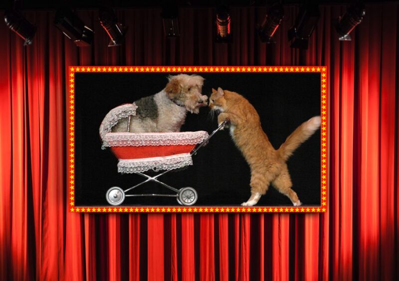 75-Minute Popovich Comedy Pet Theater in Las Vegas - Meeting Point and Arrival