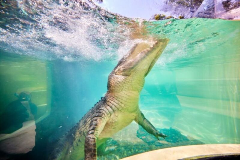 7B - Wildlife Tour & Mossman Gorge - Destinations Explored