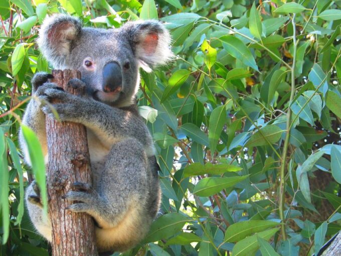 7B - Wildlife Tour & Mossman Gorge - Duration and Schedule