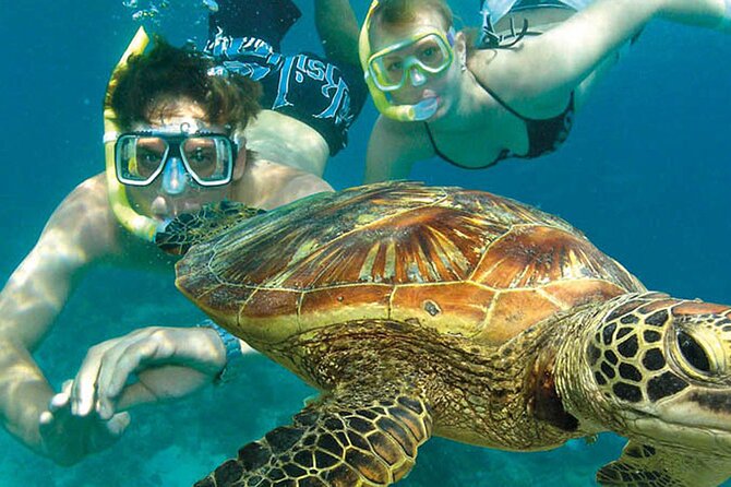 8-Day Cairns Tour: Great Barrier Reef, Kuranda, Daintree Rainforest - Traveler Feedback and Experience