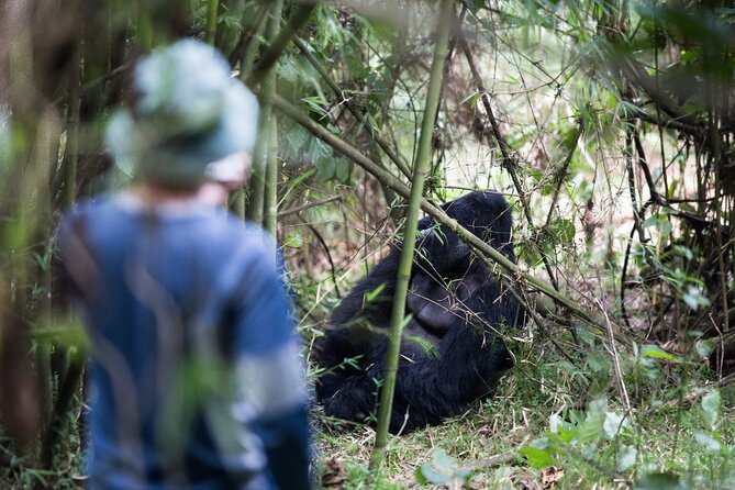 8-Day Classic Uganda Primates & Wildlife Tour - Inclusions