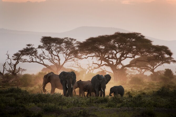 8-Day Classic Uganda Primates & Wildlife Tour - Meeting and Pickup