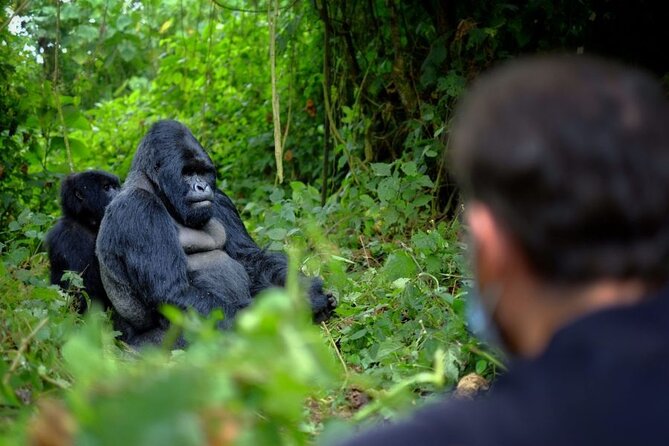 8-Day Classic Uganda Primates & Wildlife Tour - Gorilla and Chimpanzee Permits