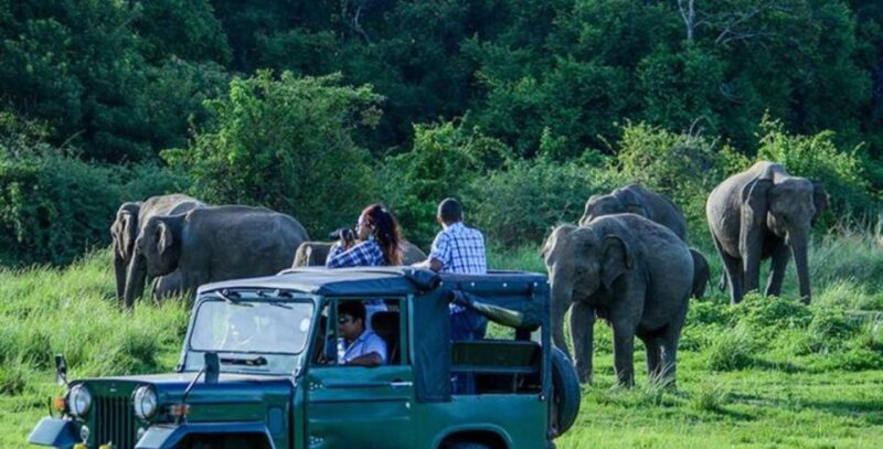 8-Day Cultural Triangle & Wildlife Tour - Itinerary Highlights