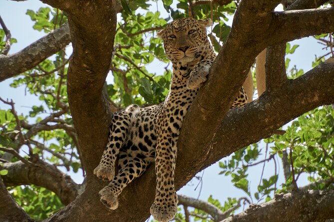 8-Day Essence of Tanzania Safari - Luxury - Pickup and Start Time