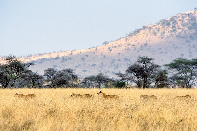 8-Day Essence of Tanzania Safari - Luxury - Tour Highlights