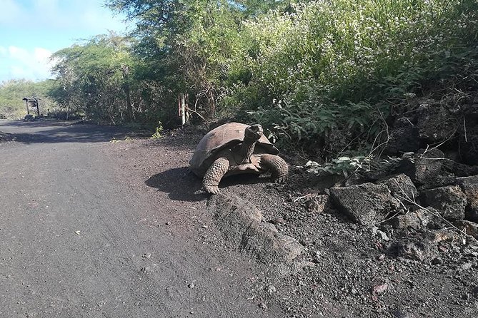 8 Day Galapagos Adventure in San Cristobal, Santa Cruz & Isabela - Experiencing Puerto Villamil Bay