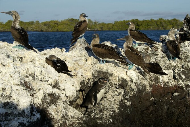 8-Day Galapagos Island Hopping Backpack Style: Los Tuneles and Kicker Rock - Snorkeling at Los Tuneles