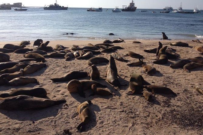 8-Day Galapagos Island Hopping Superior: Kicker Rock, Los Tuneles, Local Flight - Getting to the Pickup Point