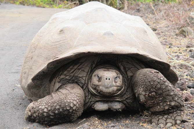 8-Day Galapagos Island Hopping Tour-Explore 5 Islands-Snorkel,Hike & Wildlife - Inclusions