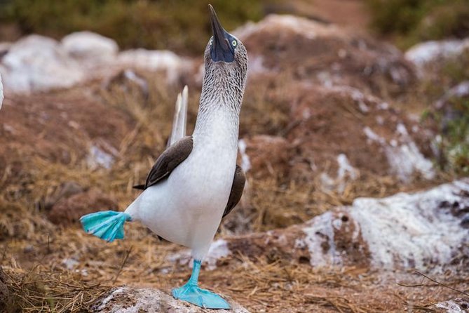8-Day Galapagos Island Hopping Tour-Explore 5 Islands-Snorkel,Hike & Wildlife - Snorkeling in the Galapagos