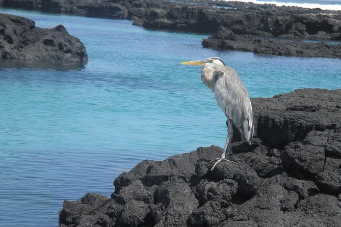 8-Day Galapagos Island Hopping Tour-Explore 5 Islands-Snorkel,Hike & Wildlife - Wildlife Encounters