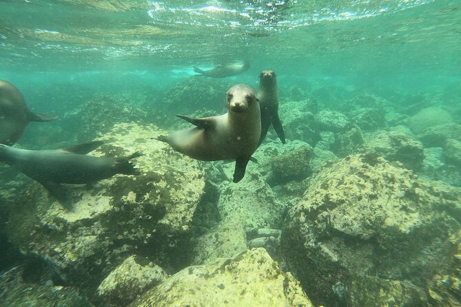 8-Day Galapagos Island Hopping Tour: Isabela, Giant Tortoises, and Snorkeling - Snorkeling Adventures