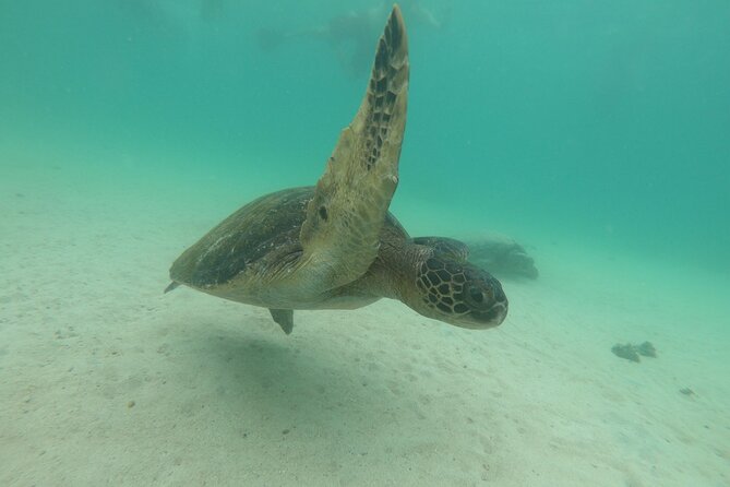 8-Day Galapagos Island Hopping Tour: Isabela, Giant Tortoises, and Snorkeling - Exploring Unique Islands