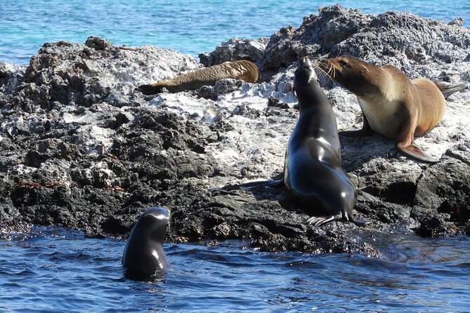 8-Day Galapagos Island Hopping Tour: Isabela, Giant Tortoises, and Snorkeling - Tortoise Encounters and Highlands